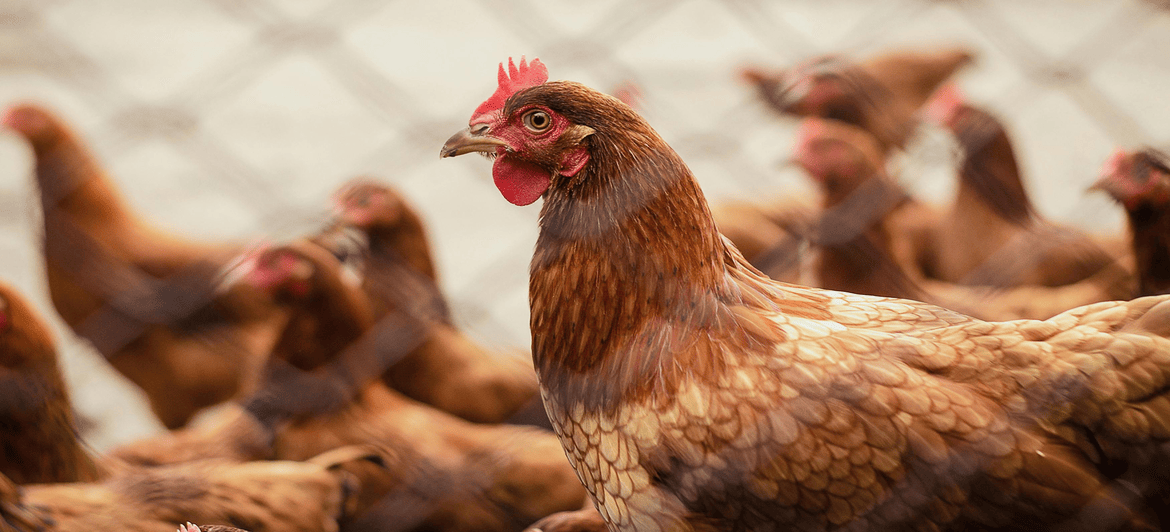 Poultry Farm by AlakBhumi Agro